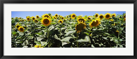 Framed Sunflower field, California, USA Print