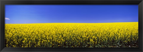 Framed Canola field in bloom, Idaho Print