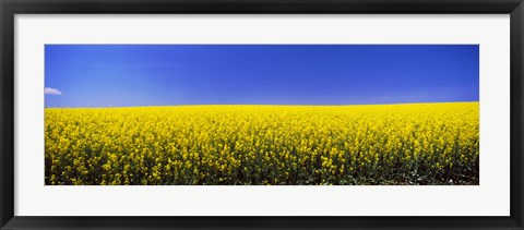 Framed Canola field in bloom, Idaho Print