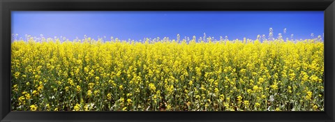 Framed Close up of Canola in bloom, Idaho Print