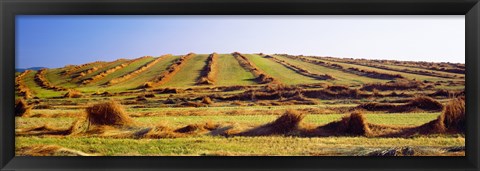 Framed Harvested wheat field, Palouse County, Washington State, USA Print