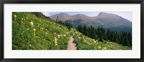 Framed Hiking trail with Beargrass (Xerophyllum tenax) at US Glacier National Park, Montana Print