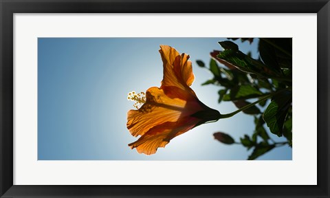 Framed Close-up of a Hibiscus flower in bloom, Oakland, California, USA Print