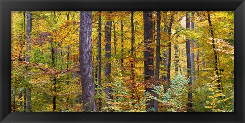 Framed Trees in autumn, Baden-Wurttemberg, Germany Print