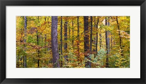 Framed Trees in autumn, Baden-Wurttemberg, Germany Print