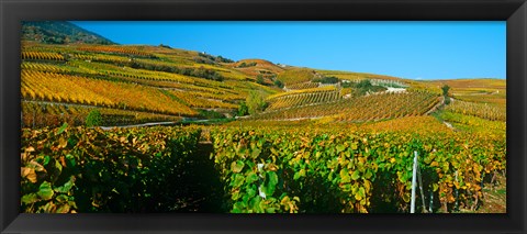 Framed Vineyards in Valais Canton, Switzerland Print