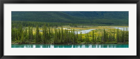 Framed Trees on a hill, Bow Valley Parkway, Banff National Park, Alberta, Canada Print