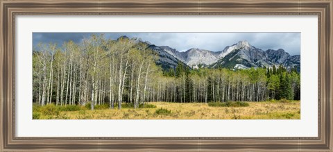 Framed Aspen trees with mountains in the background, Bow Valley Parkway, Banff National Park, Alberta, Canada Print