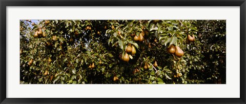 Framed Close Up of Pear trees in an orchard, Hood River, Oregon Print