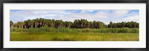 Framed Palm tree grove near Las Palmas Beach, Baja California Sur, Mexico Print