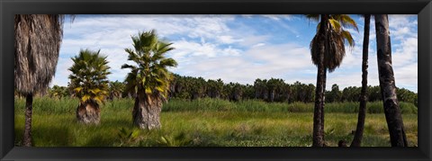 Framed Grove of Mexican fan palm trees near Las Palmas Beach, Todos Santos, Baja California Sur, Mexico Print