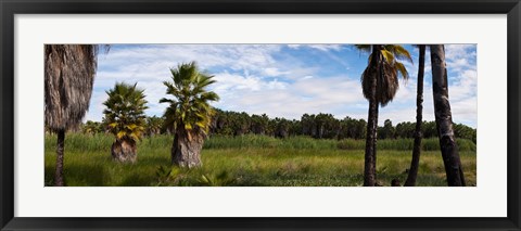 Framed Grove of Mexican fan palm trees near Las Palmas Beach, Todos Santos, Baja California Sur, Mexico Print