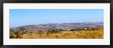 Framed Herd of Roosevelt elk (Cervus canadensis roosevelti) at Point Reyes National Seashore, Marin County, California, USA Print