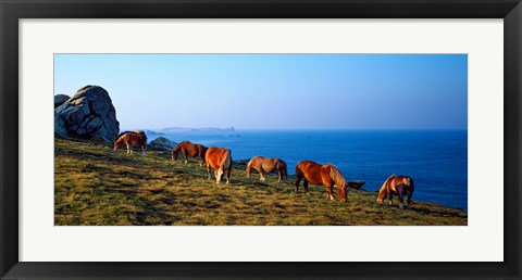 Framed Celtic horses grazing at a coast, Finistere, Brittany, France Print