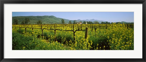 Framed Wild mustard in a vineyard, Napa Valley, California Print