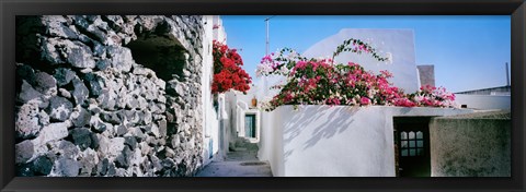 Framed Flowers on rooftop of a house, Santorini, Greece Print