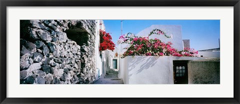 Framed Flowers on rooftop of a house, Santorini, Greece Print