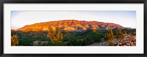 Framed Trees on a hill, Flinders Ranges, Hawker, South Australia, Australia Print