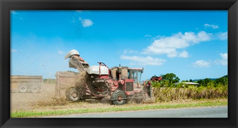 Framed Sugar Cane being harvested, Lower Daintree, Queensland, Australia Print