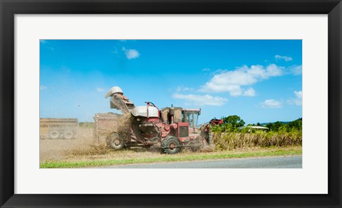 Framed Sugar Cane being harvested, Lower Daintree, Queensland, Australia Print