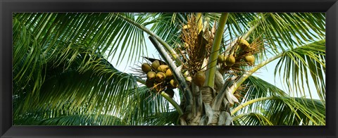 Framed Coconuts on a palm tree, Varadero, Matanzas Province, Cuba Print