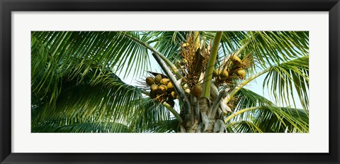 Framed Coconuts on a palm tree, Varadero, Matanzas Province, Cuba Print