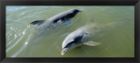 Framed Dolphins in the sea, Varadero, Matanzas Province, Cuba Print