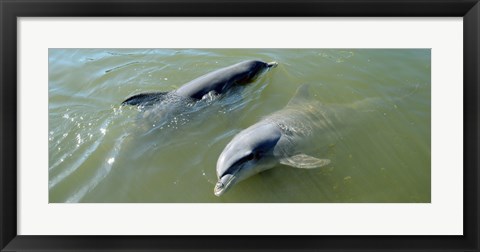 Framed Dolphins in the sea, Varadero, Matanzas Province, Cuba Print