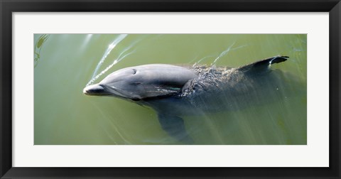 Framed Dolphin swimming in the sea, Varadero, Matanzas Province, Cuba Print