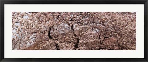 Framed Cherry Blossom trees in Potomac Park at the Tidal Basin, Washington DC, USA Print