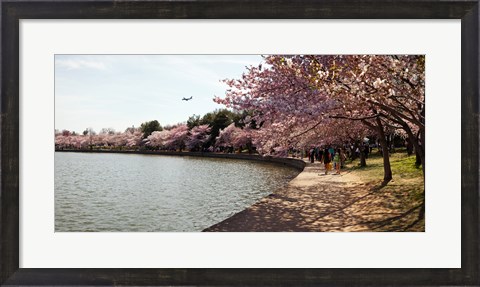 Framed Cherry Blossom trees at Tidal Basin, Washington DC, USA Print