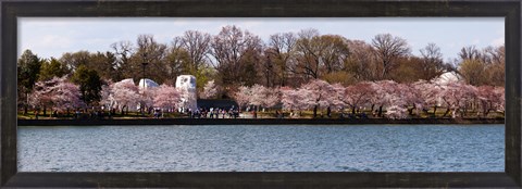 Framed Cherry Blossom trees near Martin Luther King Jr. National Memorial, Washington DC Print