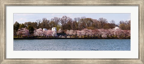 Framed Cherry Blossom trees near Martin Luther King Jr. National Memorial, Washington DC Print