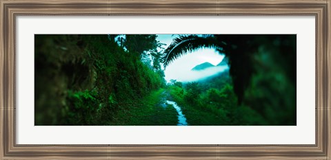 Framed Trail through a rainforest, Cayo District, Belize Print