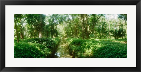 Framed Trees in a botanical garden, Jardim Botanico, Zona Sul, Rio de Janeiro, Brazil Print