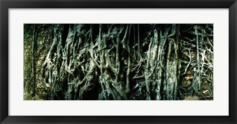 Framed Roots of an old growth tree, Morro De Sao Paulo, Tinhare, Cairu, Bahia, Brazil Print