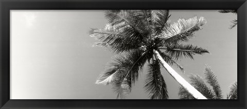 Framed Low angle view of palm trees, Morro De Sao Paulo, Tinhare, Cairu, Bahia, Brazil Print