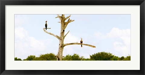 Framed Low angle view of Cormorants (Phalacrocorax carbo) on a tree, Boynton Beach, Florida, USA Print