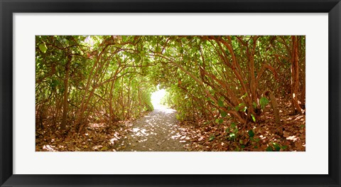 Framed Trees on the entrance of a beach, Delray Beach, Palm Beach County, Florida, USA Print