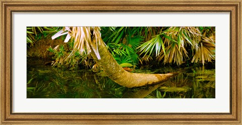 Framed Green Turtle (Chelonia mydas) in a pond, Boynton Beach, Florida, USA Print