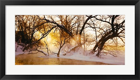 Framed Trees in a forest, Saint-Jean-sur-Richelieu, Quebec, Canada Print