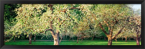 Framed Apple orchard, Quebec, Canada Print