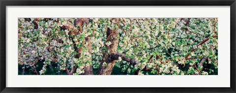 Framed Apple blossom flowers, Quebec, Canada Print