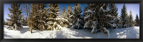 Framed Snow covered pine trees, Quebec, Canada Print