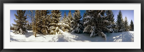 Framed Snow covered pine trees, Quebec, Canada Print