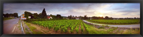 Framed Vineyard, Mercurey, France Print