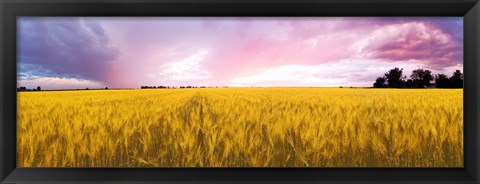 Framed Wheat crop in a field, Saint-Blaise-sur-Richelieu, Quebec, Canada Print