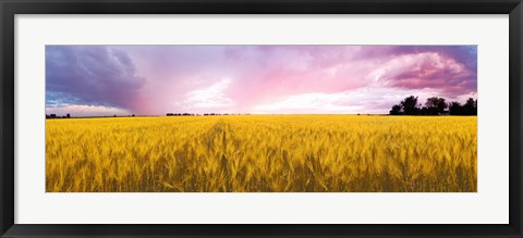 Framed Wheat crop in a field, Saint-Blaise-sur-Richelieu, Quebec, Canada Print