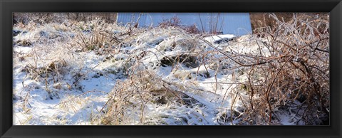 Framed Snow covered hill, Saint-Blaise-sur-Richelieu, Quebec, Canada Print