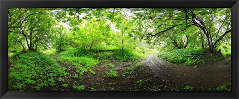 Framed Green forest, Saint-Blaise-sur-Richelieu, Quebec, Canada Print